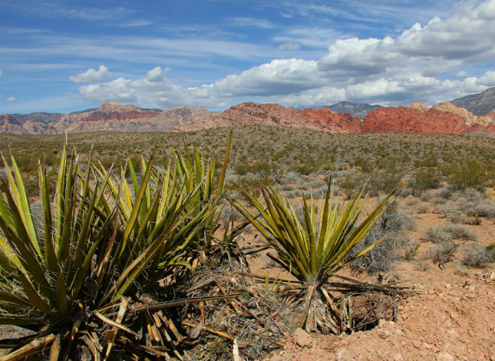 RED ROCK CANYON